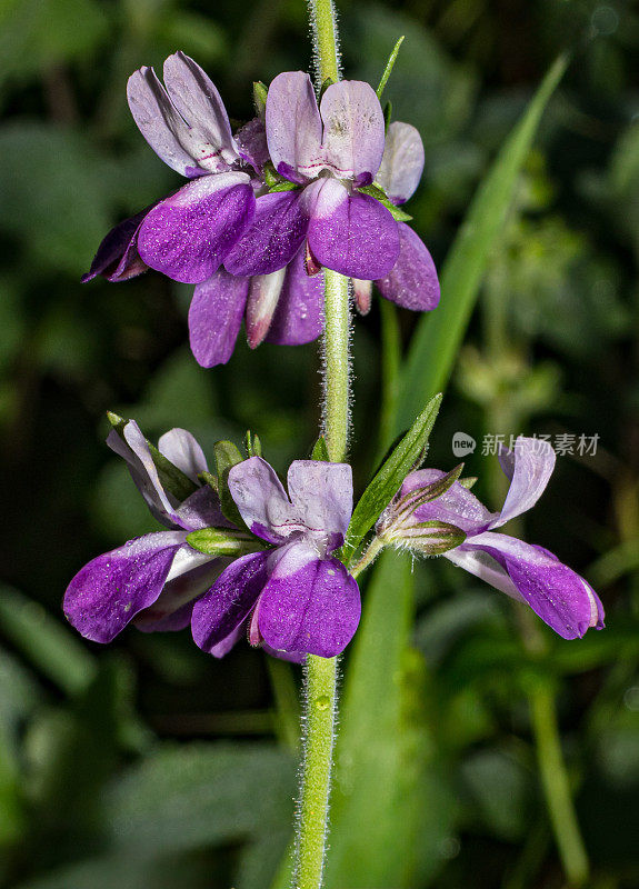 山茱萸(Collinsia heterophylla)是一种开花植物，原产于加利福尼亚和下加利福尼亚州北部的半岛山脉。Modini Mayacamas保护区，Mayacamas山保护区，Mayacamas山，索诺玛州